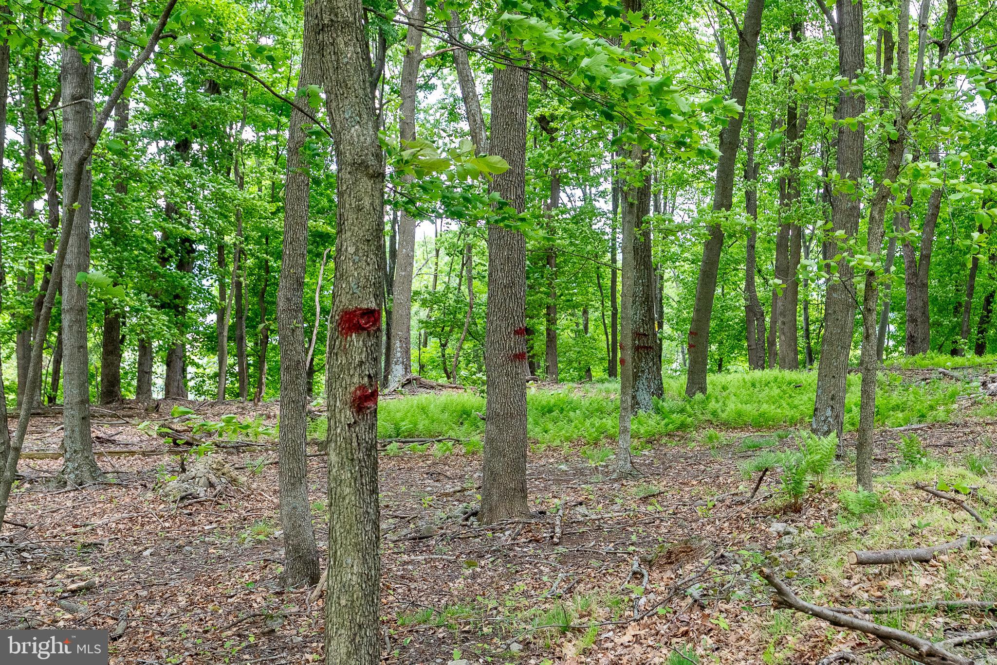 2598 Mountain View Road Purgitsville, WV 26852 - Photo 79 of 89