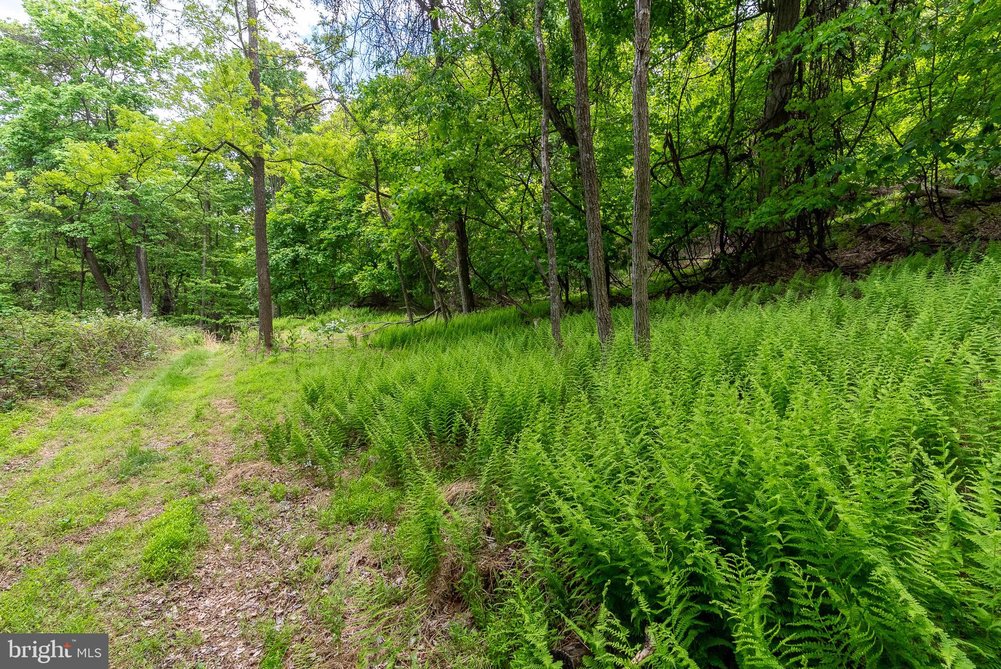 2598 Mountain View Road Purgitsville, WV 26852 - Photo 82 of 89
