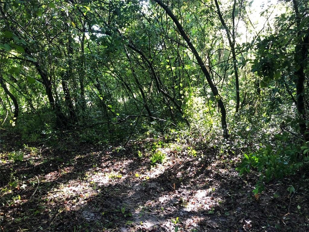 0 North Carver New Port Port Richey, FL 34668 - Photo 1 of 1 a view of a tree in a yard