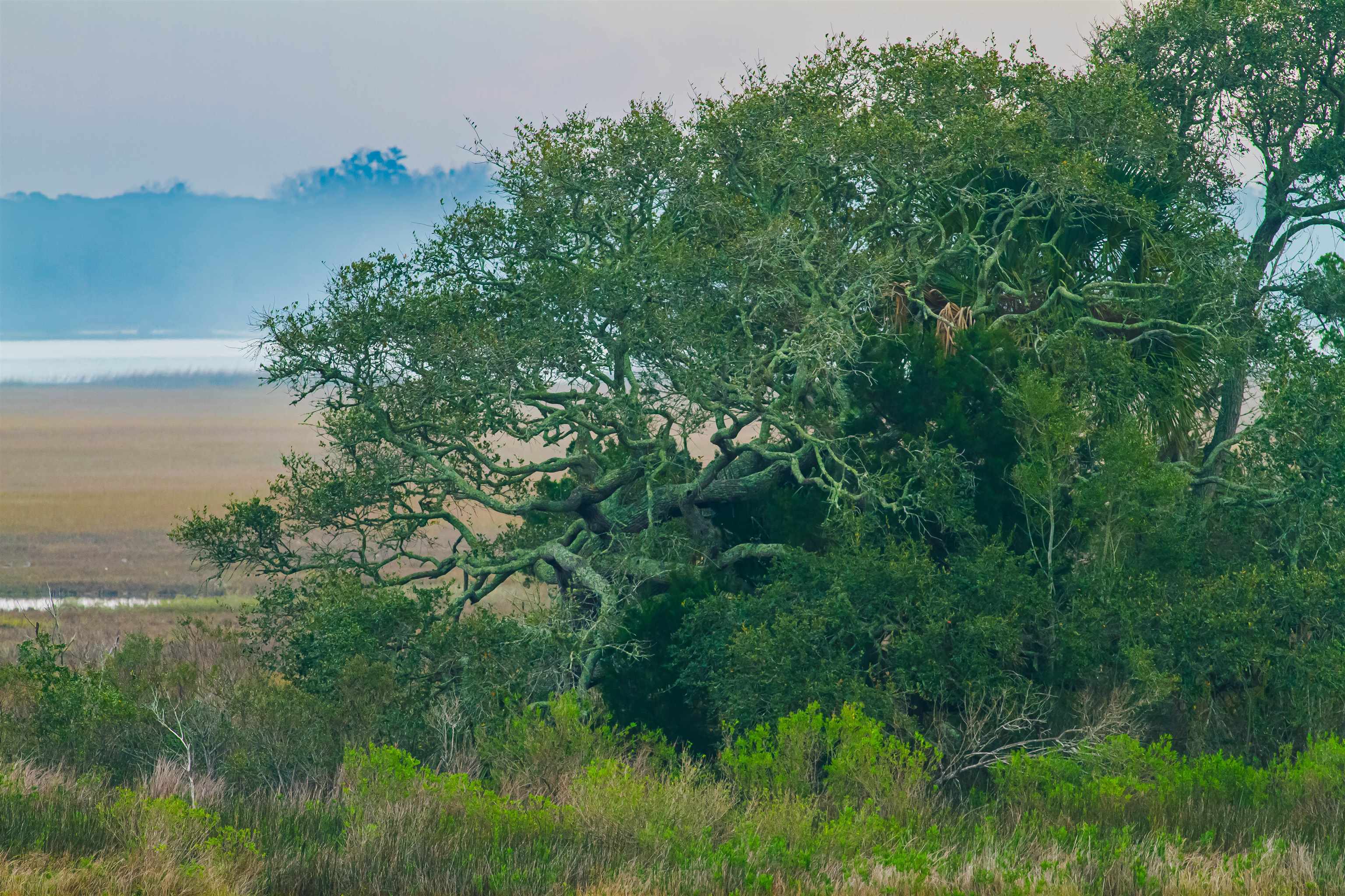 540 Stokes Landing Road St. Augustine, FL 32095 - Photo 63 of 77 a view of a lush green forest