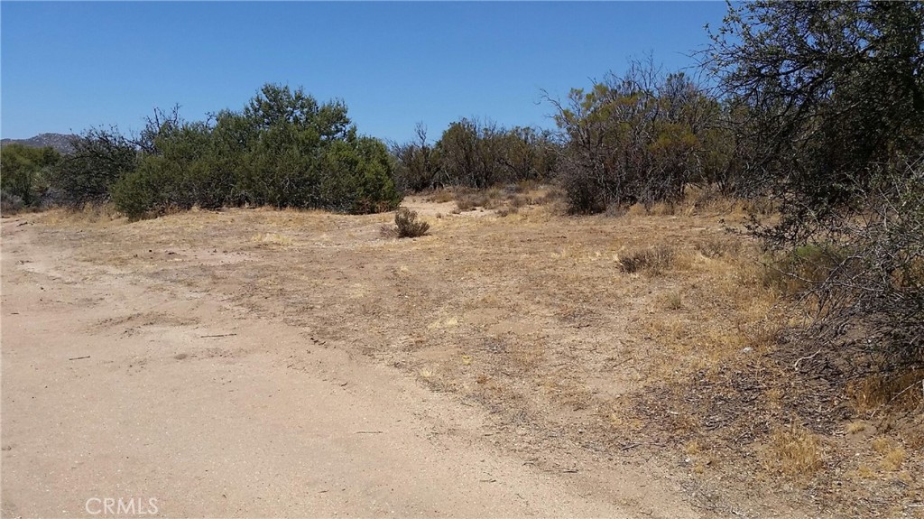 432285 Terwilliger Road Anza, CA 92539 - Photo 4 of 6 a view of a dry yard with trees in the background