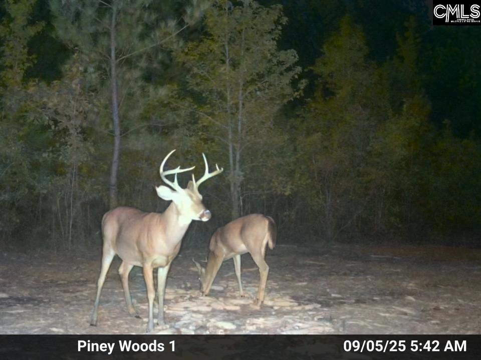 900 Pineywood Road Saluda, SC 29138 - Photo 21 of 23