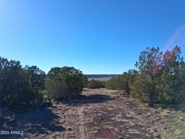 a view of a dry yard with trees in the background