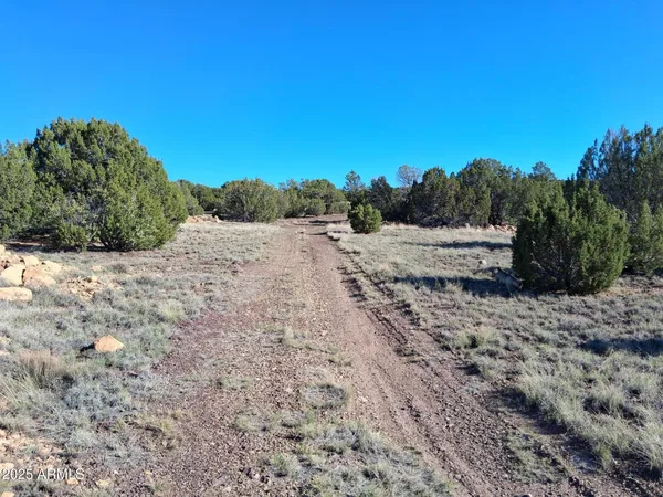 a view of a dry yard with trees