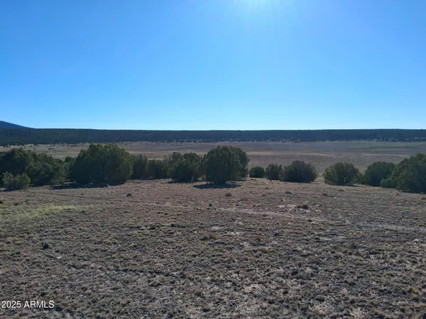 a view of a dry yard with trees in the background