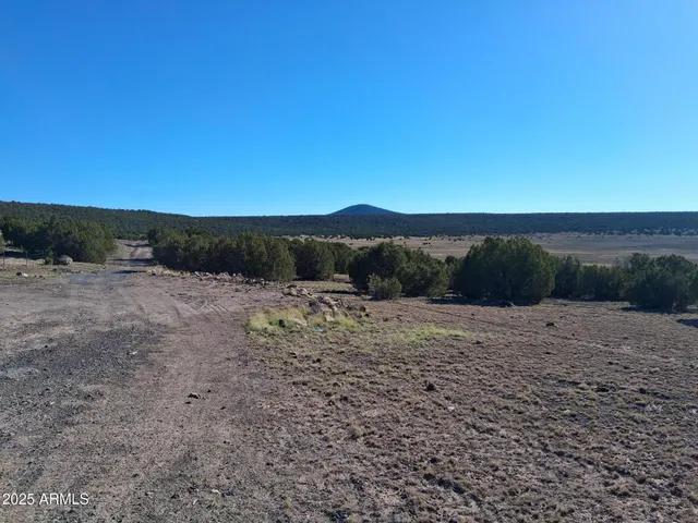 a view of a dry yard with trees in the background