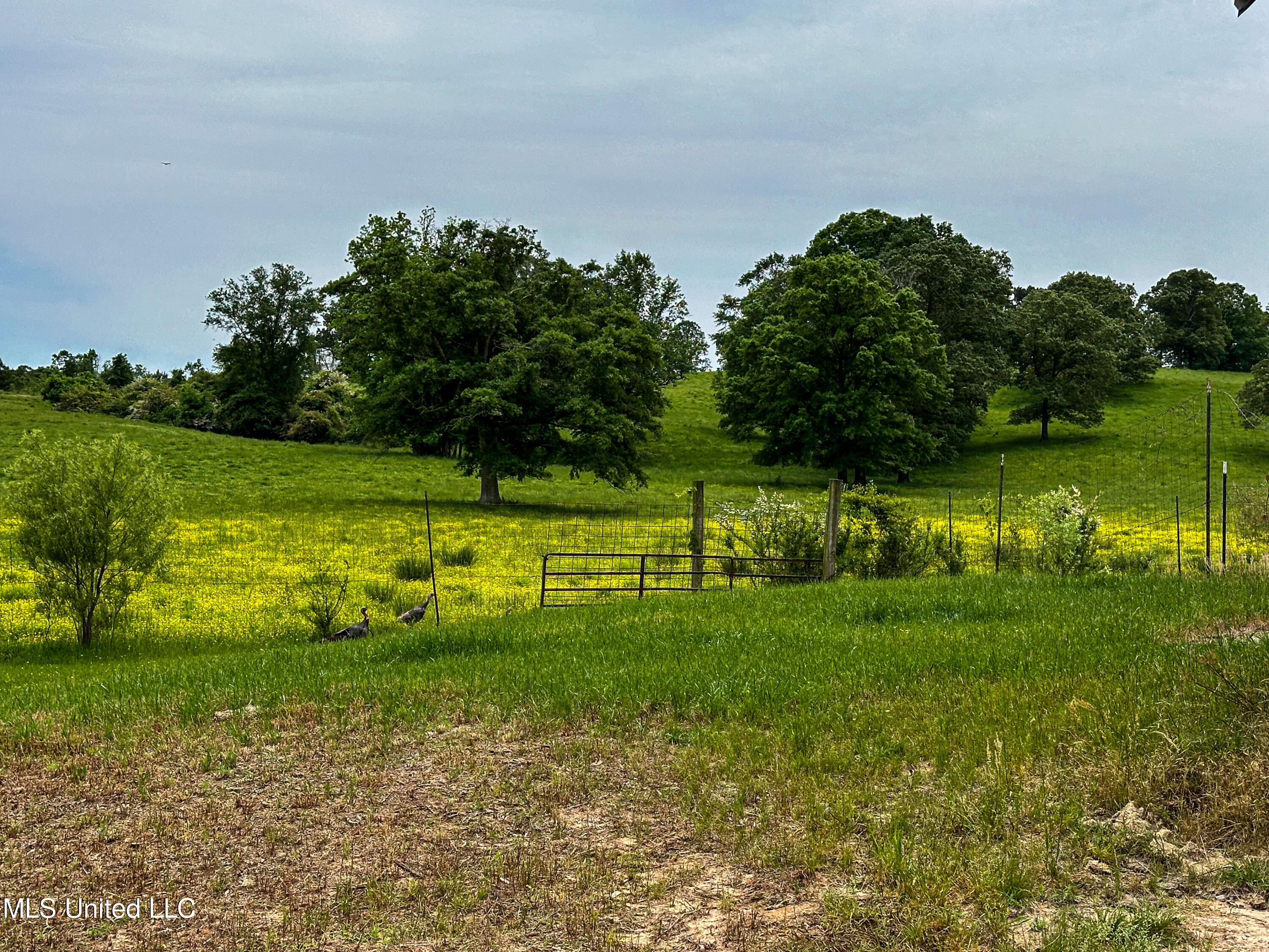1477 Comans Road Carthage, MS 39051 - Photo 49 of 70 IMG_8175