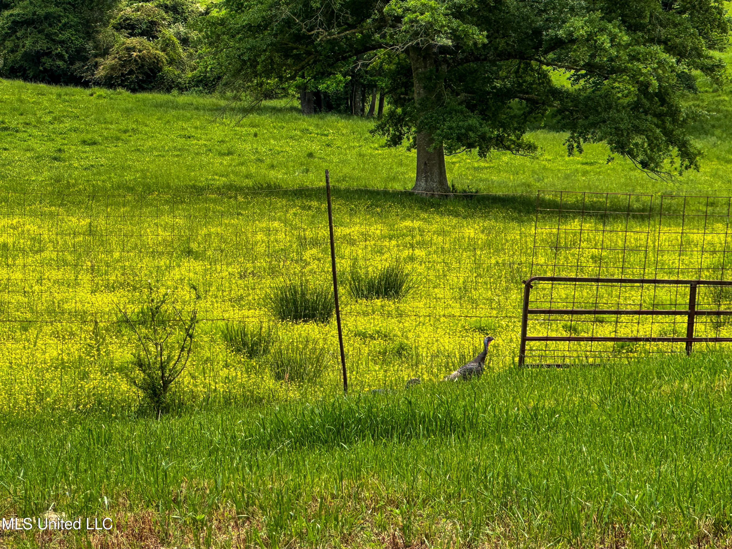 1477 Comans Road Carthage, MS 39051 - Photo 50 of 70 IMG_8176
