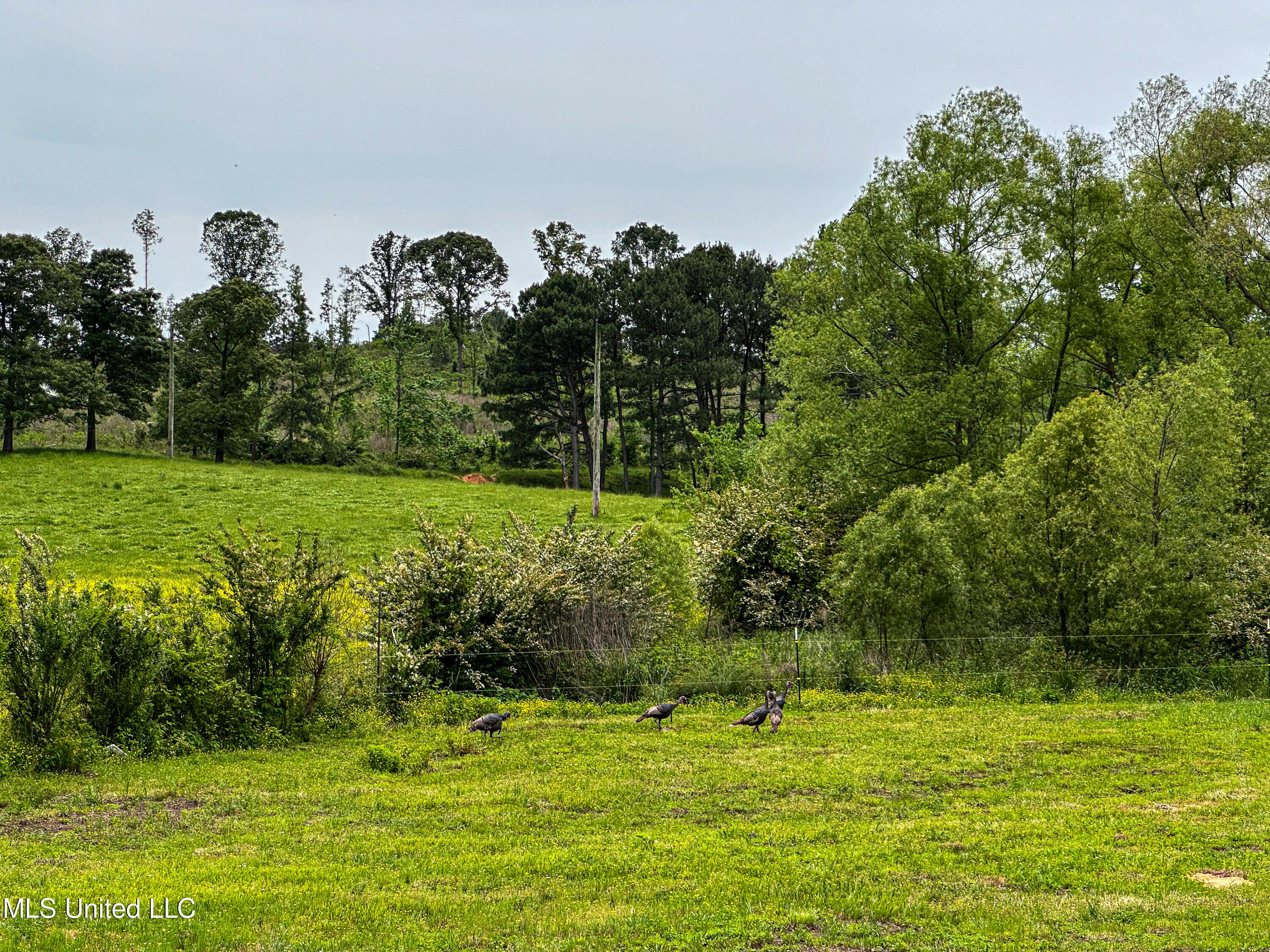 1477 Comans Road Carthage, MS 39051 - Photo 52 of 70 IMG_8182