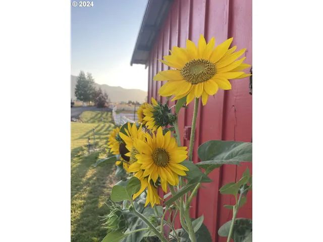 a view of swimming pool with a yard