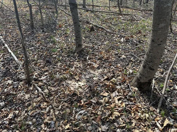 $57,500 | 0 Wagon Trail Road, Monroe, VA 24574