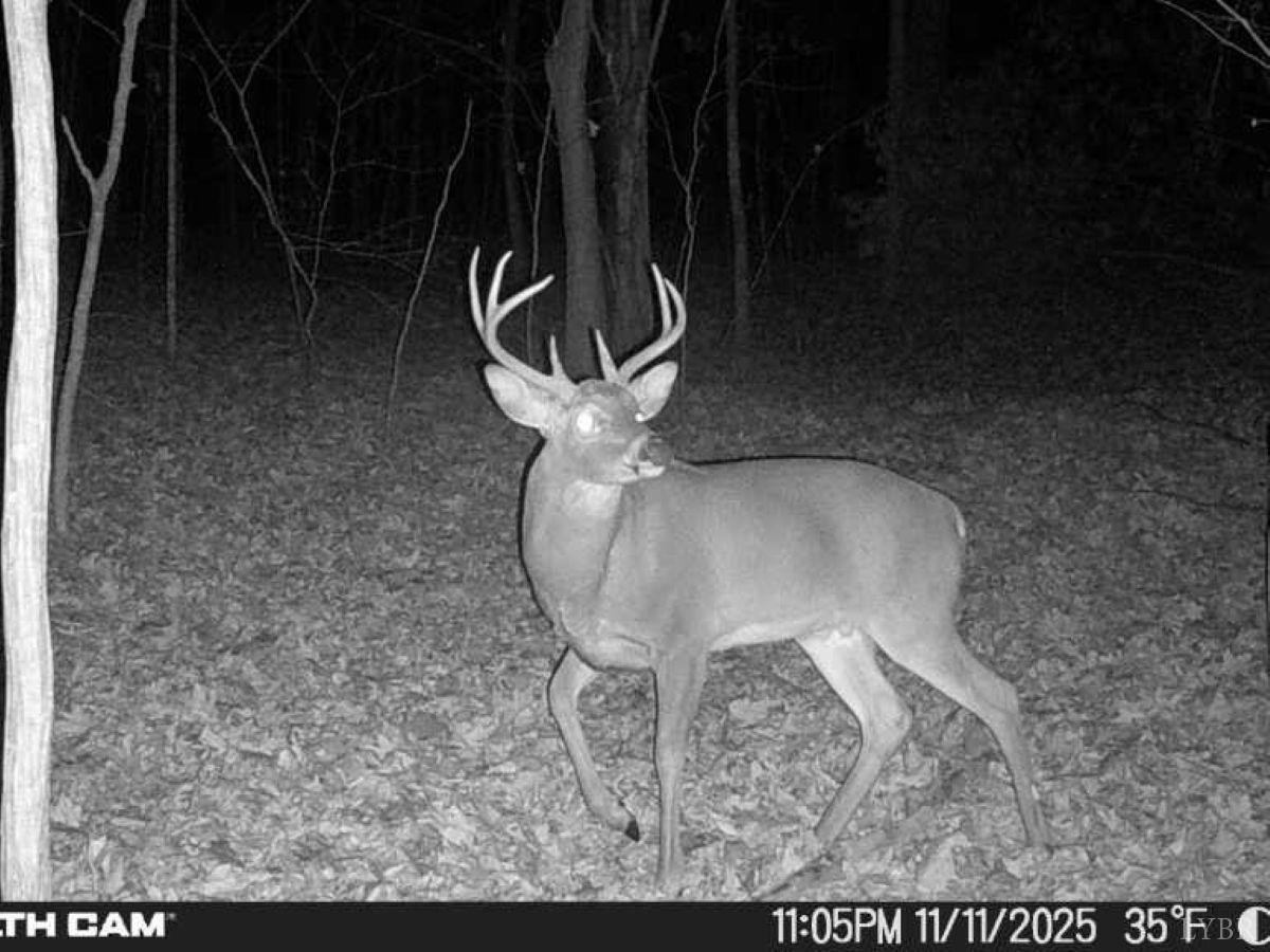 0 Wagon Trail Road Monroe, VA 24574 - Photo 9 of 24