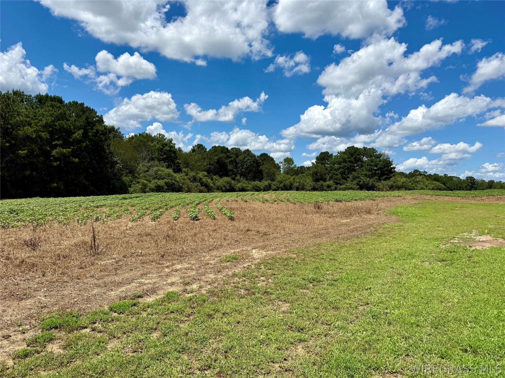 565 Ollie Pouncey Road Chancellor, AL 36316 - Photo 47 of 56 Gallery Image 47