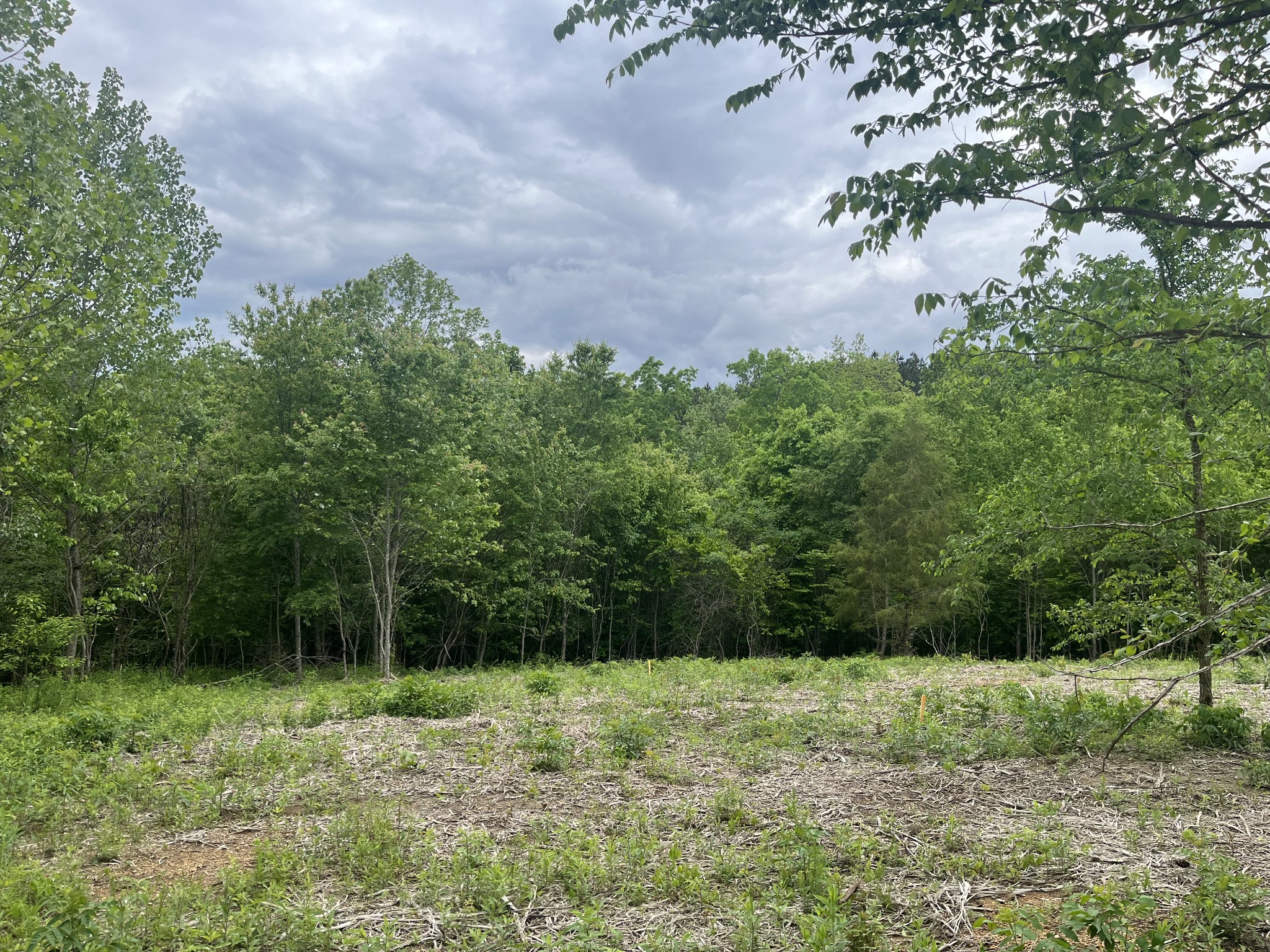 0 Old Mail Road Duck River, TN 38454 - Photo 1 of 7 a backyard of a house with lots of green space