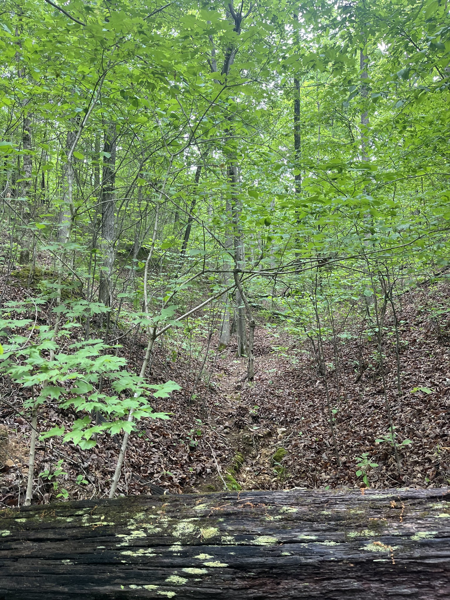 0 Old Mail Road Duck River, TN 38454 - Photo 2 of 7 a view of a garden