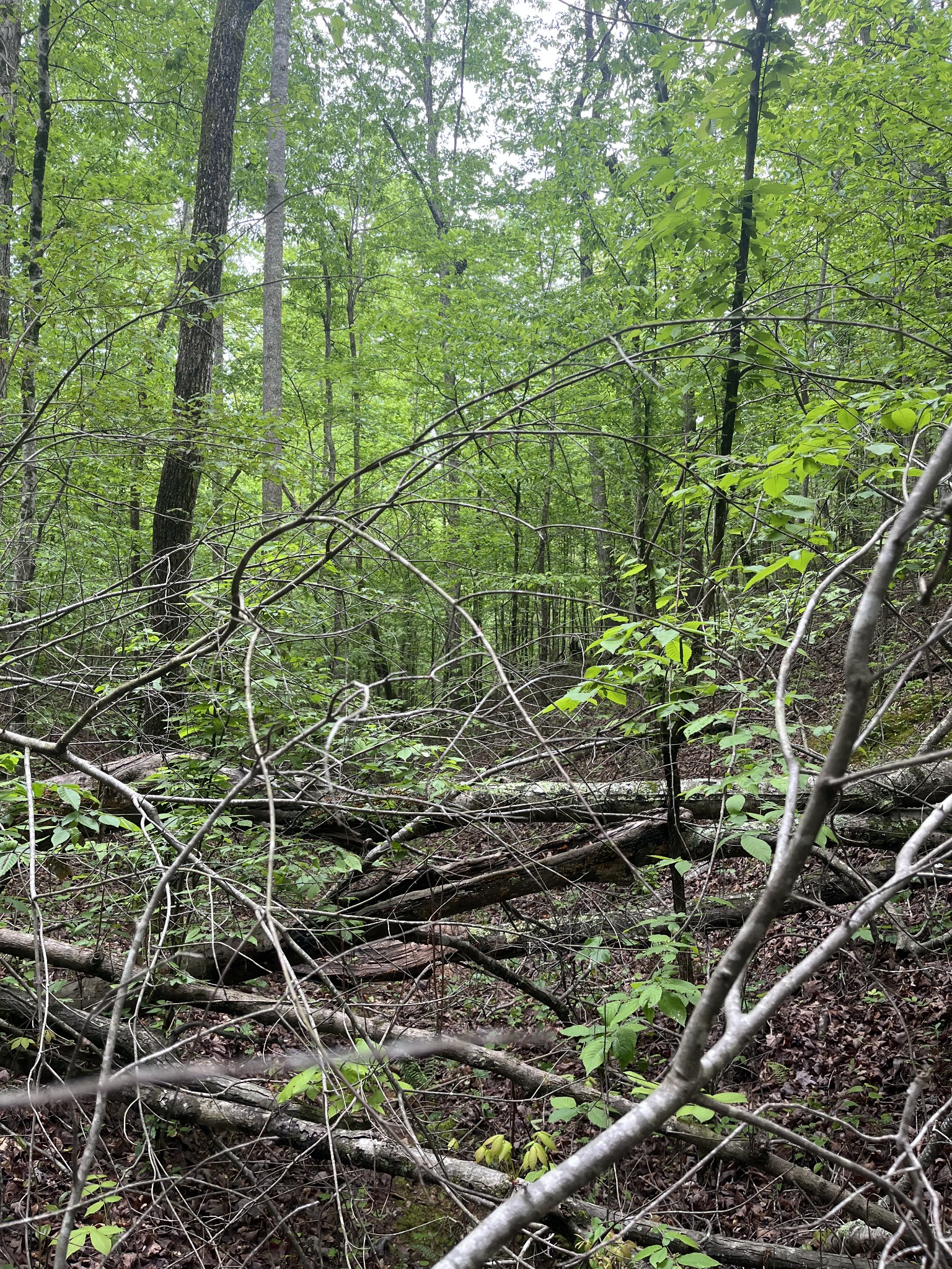 0 Old Mail Road Duck River, TN 38454 - Photo 3 of 7 a picture of a tree