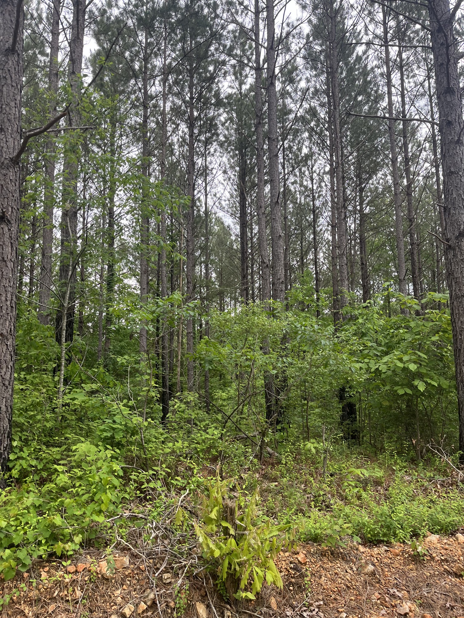 0 Old Mail Road Duck River, TN 38454 - Photo 4 of 7 a lush green forest with lots of trees
