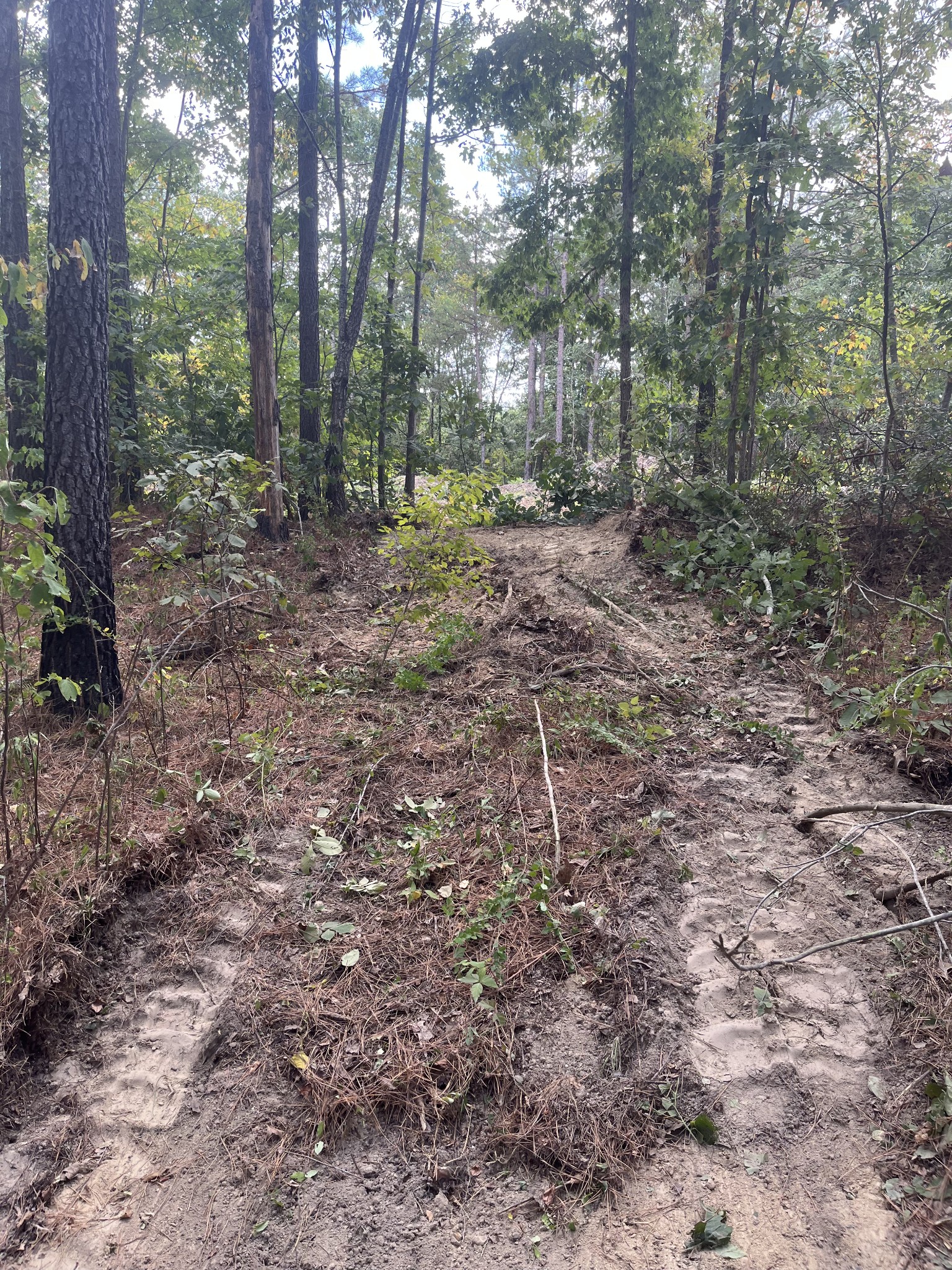 0 Old Mail Road Duck River, TN 38454 - Photo 5 of 7 a view of a forest with trees in the background