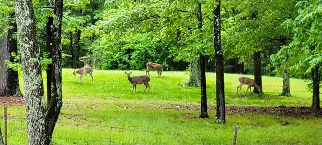 $289,000 | 62 Foster Drive, Camden, TN 38320