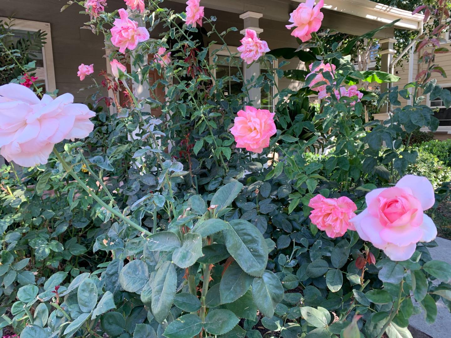 1554 Bianca Way Gilroy, CA 95020 - Photo 2 of 27 a view of a flower