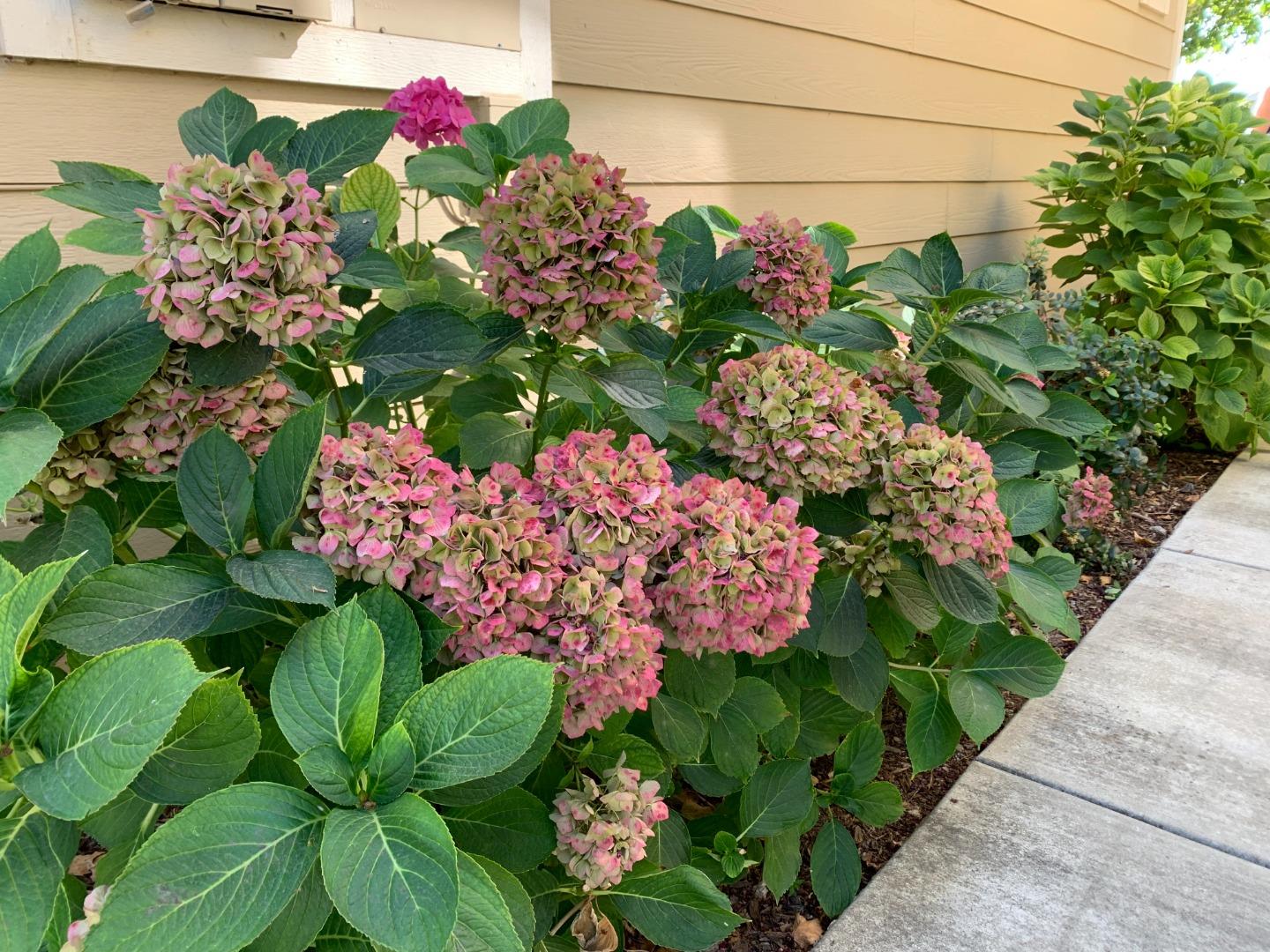 1554 Bianca Way Gilroy, CA 95020 - Photo 26 of 27 a bunch of flowers in the garden