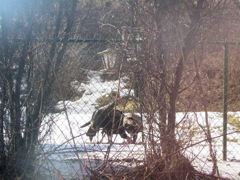 9962 Grubbs Road Wexford, PA 15090 - Photo 14 of 15 Yard/Garden. Wild turkeys roaming the area are easy to view.