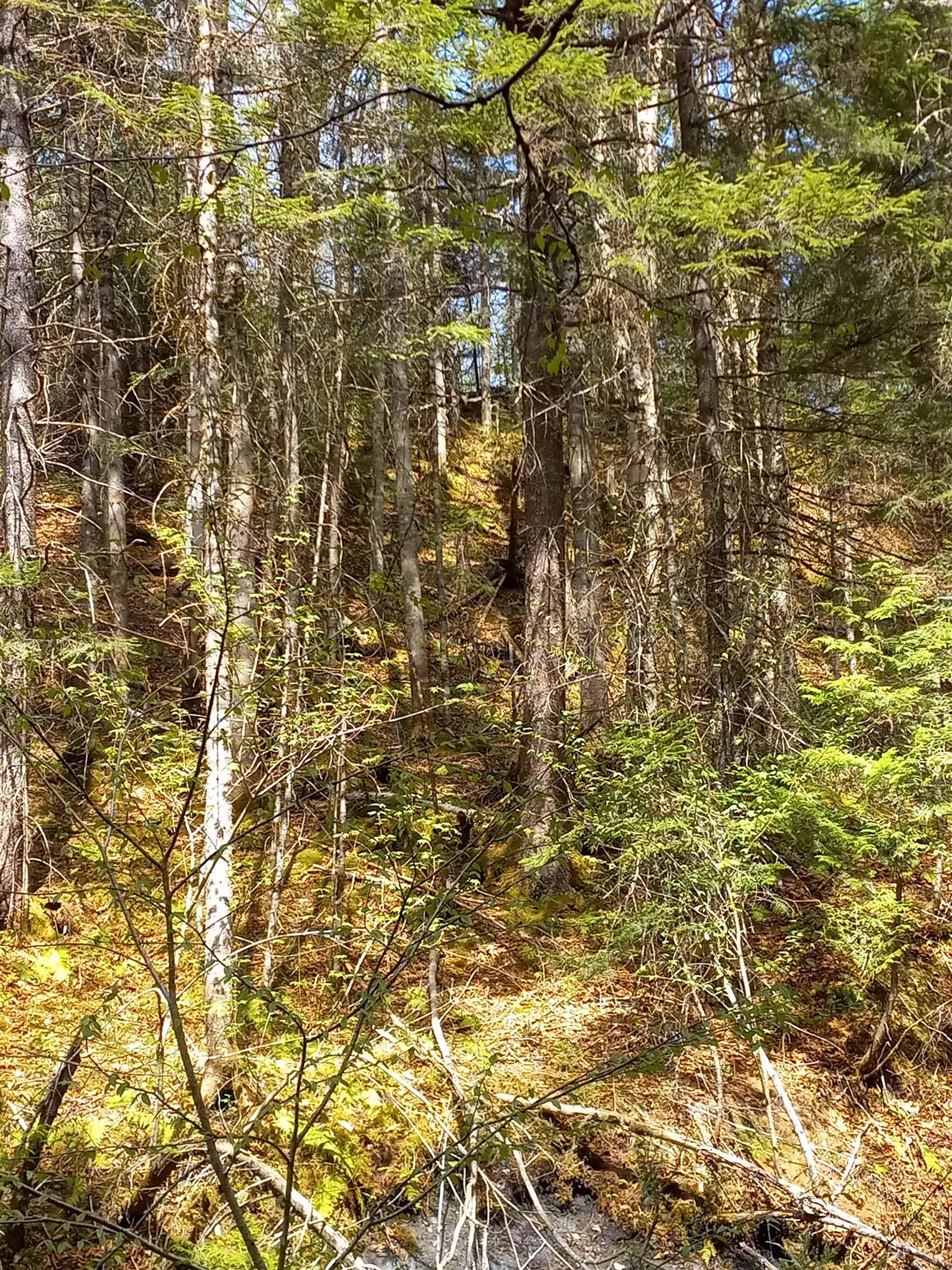 - Harrys Way Colebrook, NH 03576 - Photo 21 of 59