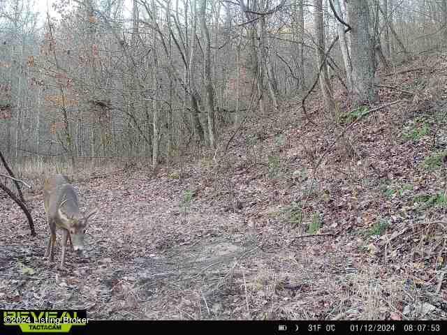 0 Cooper Road Greenup, KY 41144 - Photo 24 of 37 IMG_1112