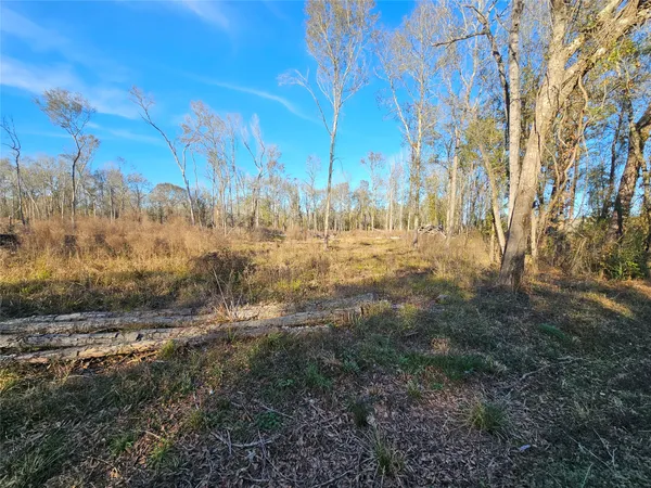 a view of a yard with trees