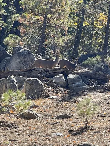 a view of a backyard of the house