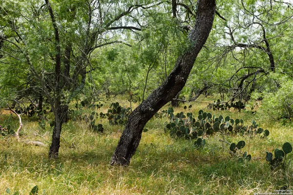 a view of a yard