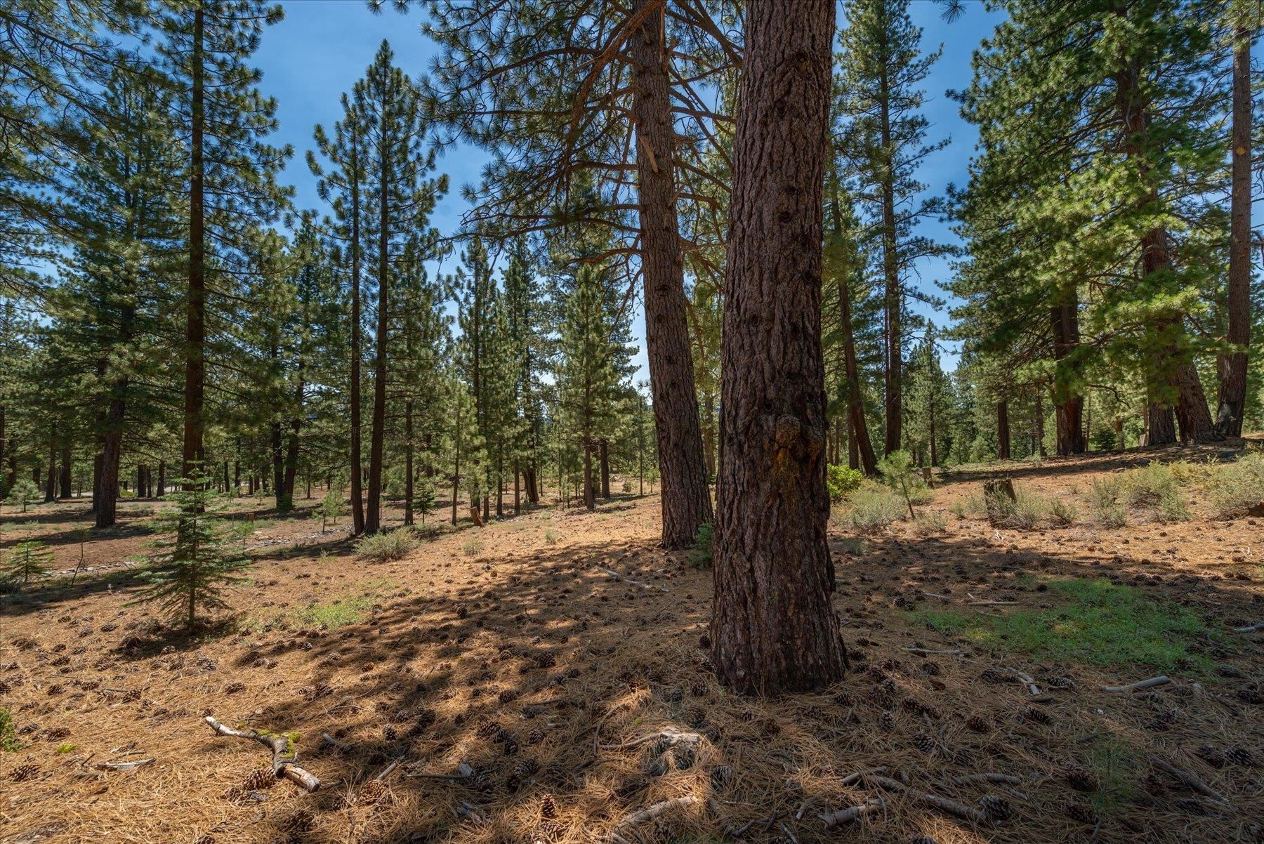 11417 China Camp Road Truckee, CA 96161 - Photo 15 of 19