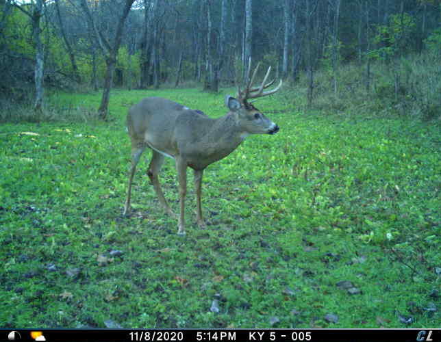 0 Mann Road Mount Olivet, KY 41064 - Photo 36 of 46