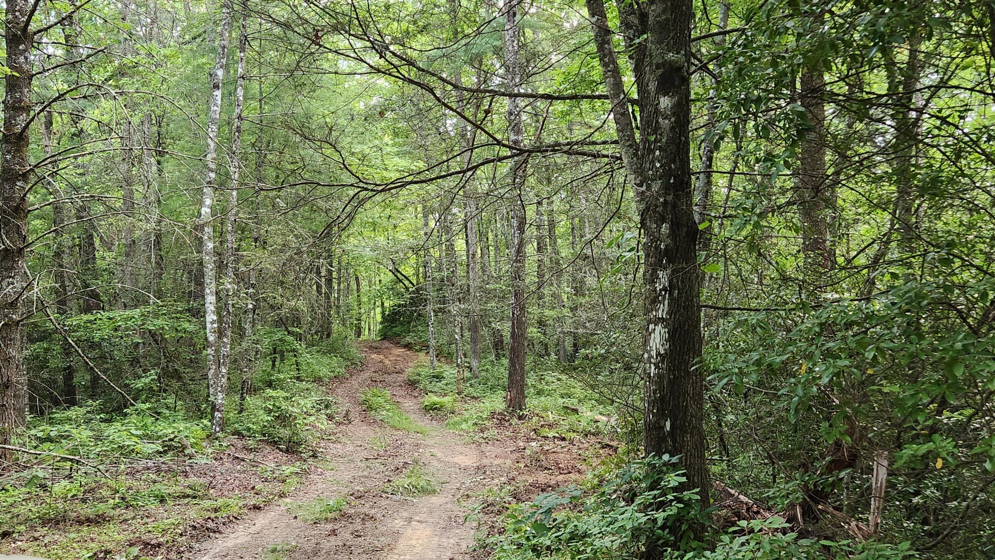 0 Tumbling Creek Road Copperhill, TN 37317 - Photo 48 of 62