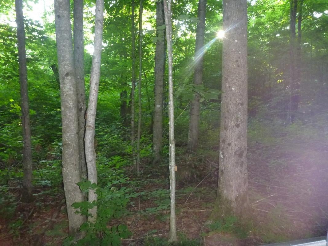 Oooo Oooo Ford Lake Road Germfask, MI 49836 - Photo 8 of 10 Gallery Image 8