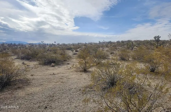 a view of a dry yard with lots of trees