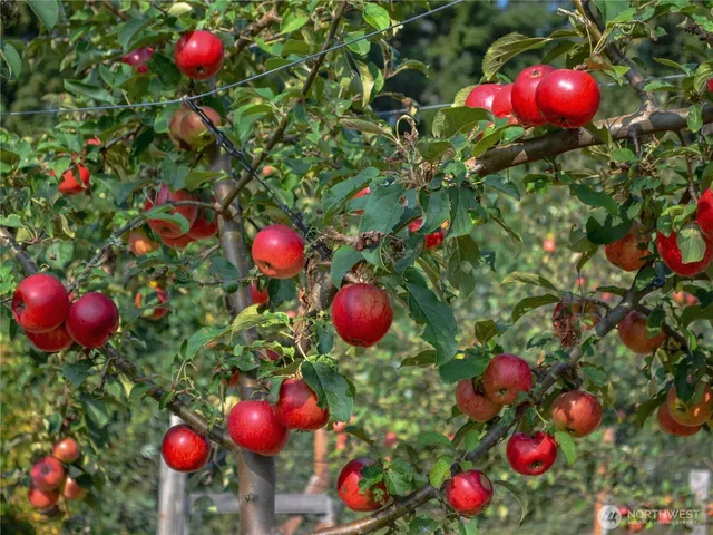 a view of a yard with plants and a large tree
