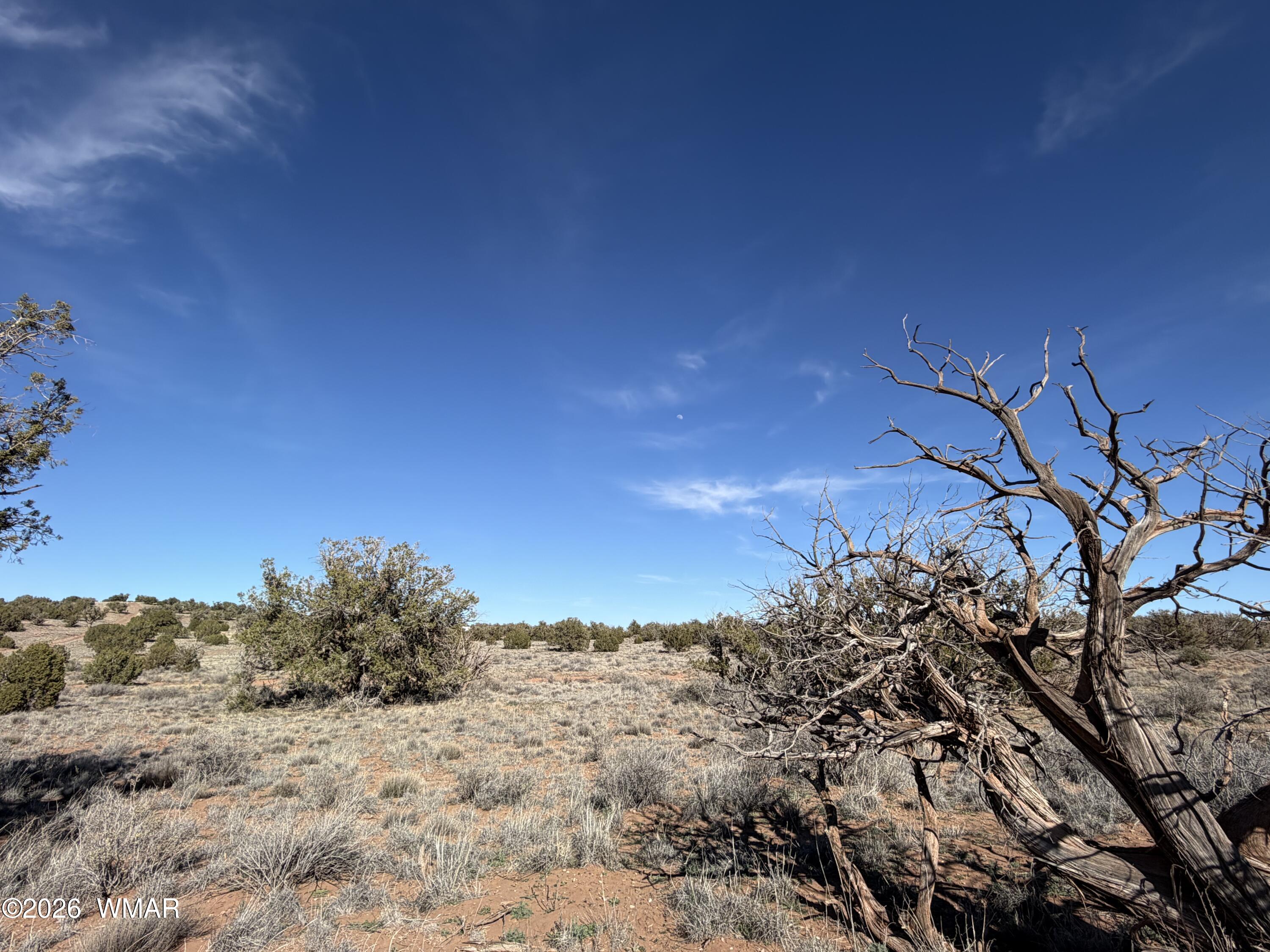 4125 Sorrel Road Snowflake, AZ 85937 - Photo 3 of 10 a view of a yard with a tree in the background