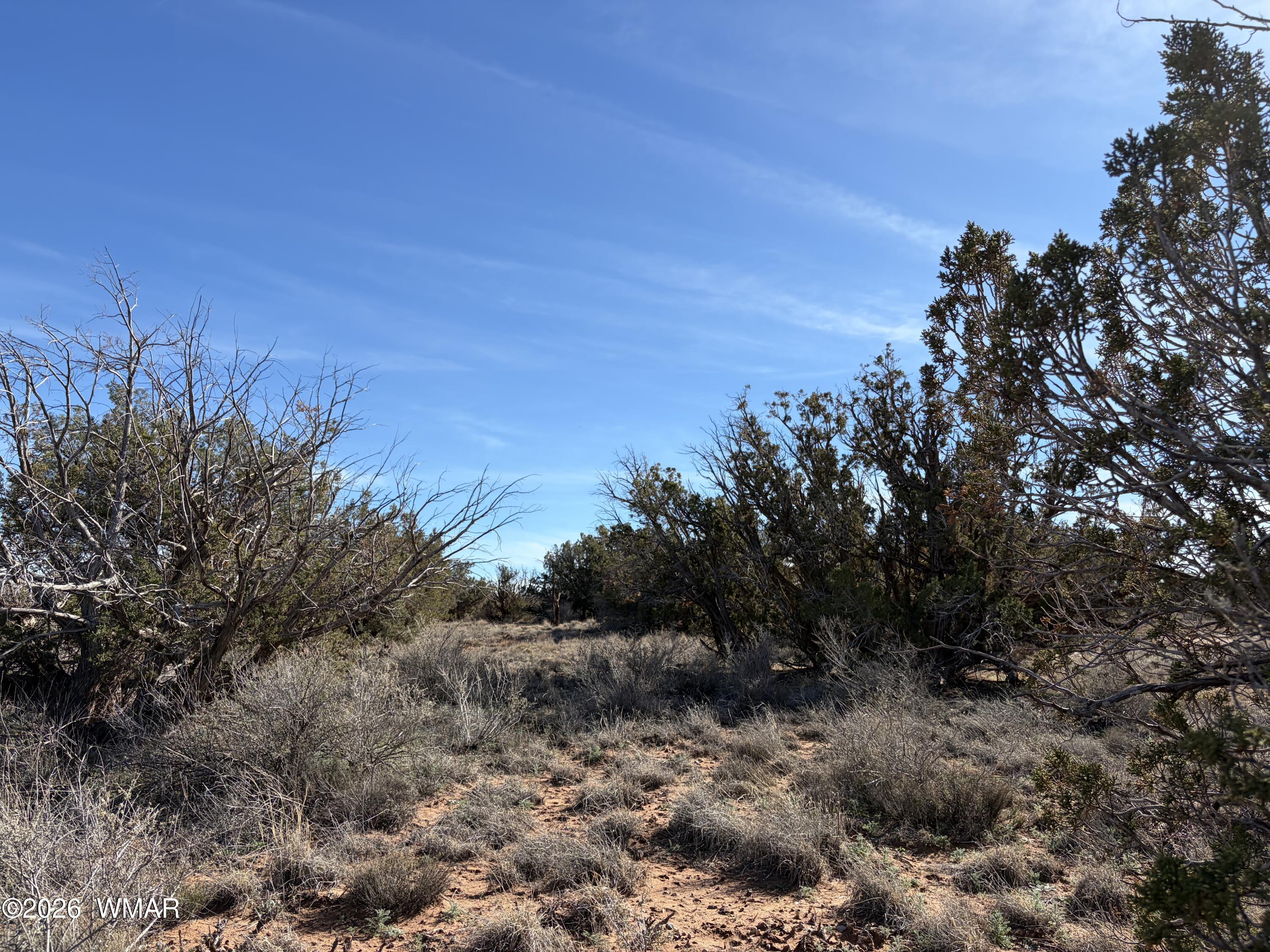 4125 Sorrel Road Snowflake, AZ 85937 - Photo 10 of 10 a view of a forest with lots of trees