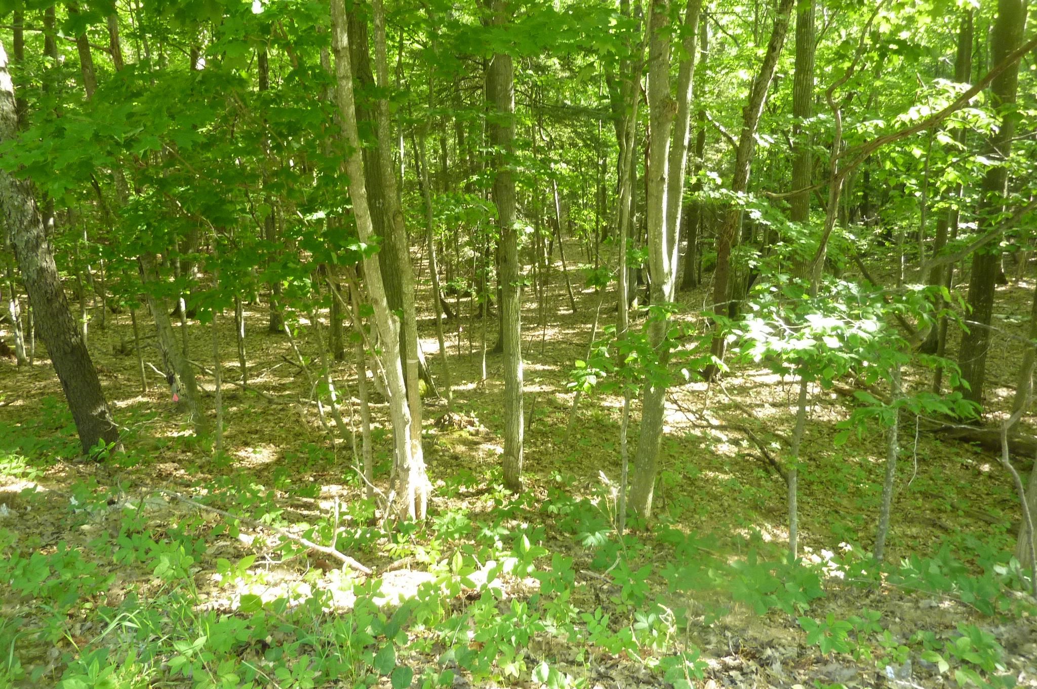 Oo Point Betsie Road Frankfort, MI 49635 - Photo 3 of 13