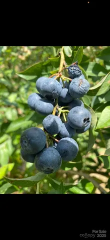 $349,900 | 212 Johnson Park Road, Chesterfield, SC 29709