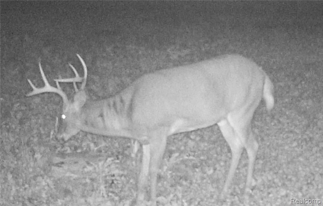 1349 South Wilder Road Lapeer, MI 48446 - Photo 49 of 50 Trailcam