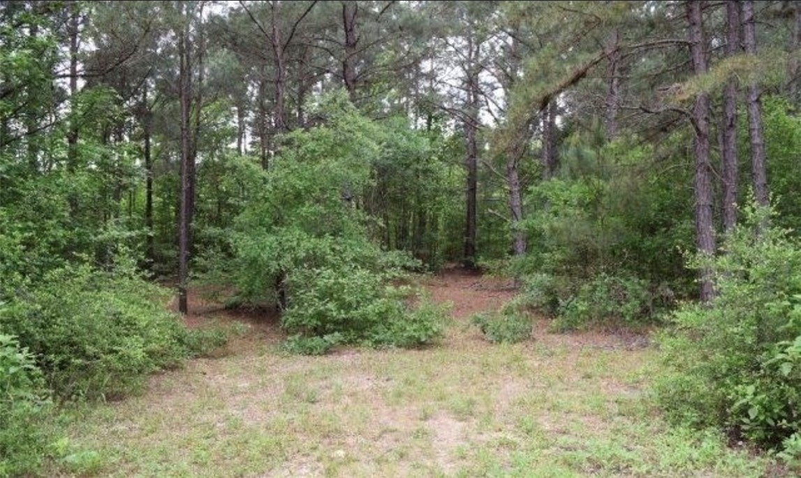 5325 County Road 2291 Centerville, TX 75833 - Photo 14 of 31 View of woods
