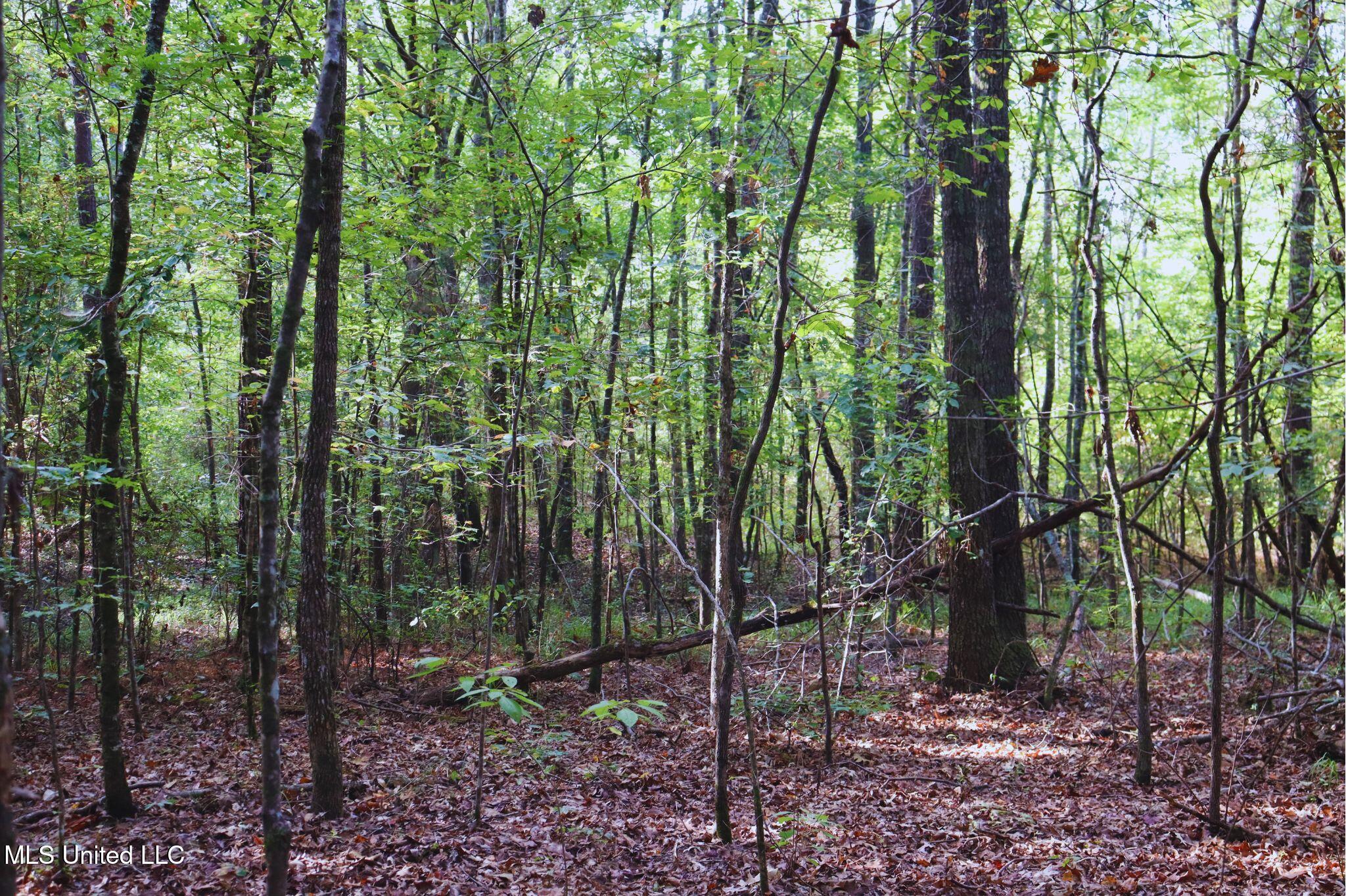 Mountain Road McCool, MS 39108 - Photo 11 of 13 photo 11