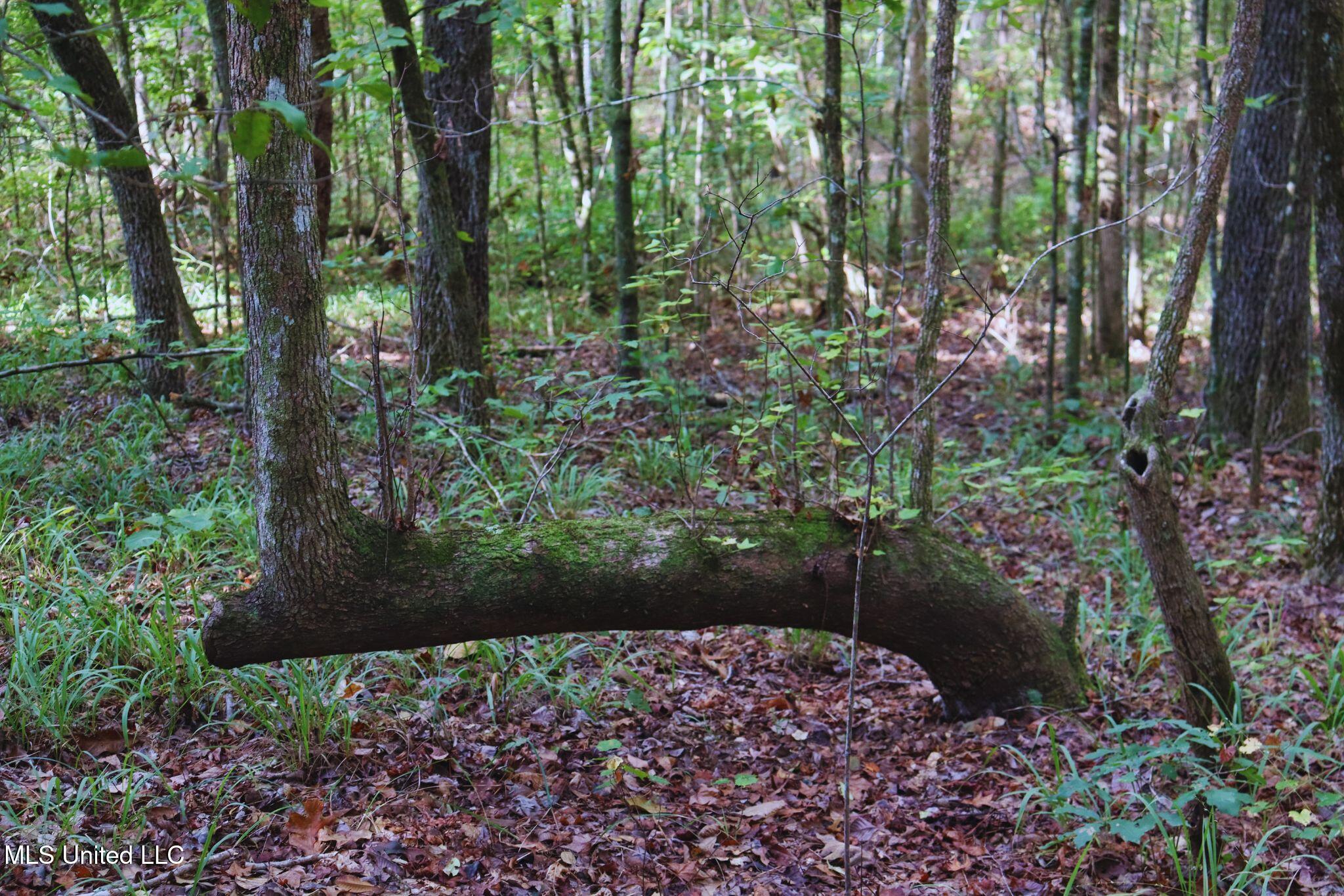 Mountain Road McCool, MS 39108 - Photo 12 of 13 photo 12