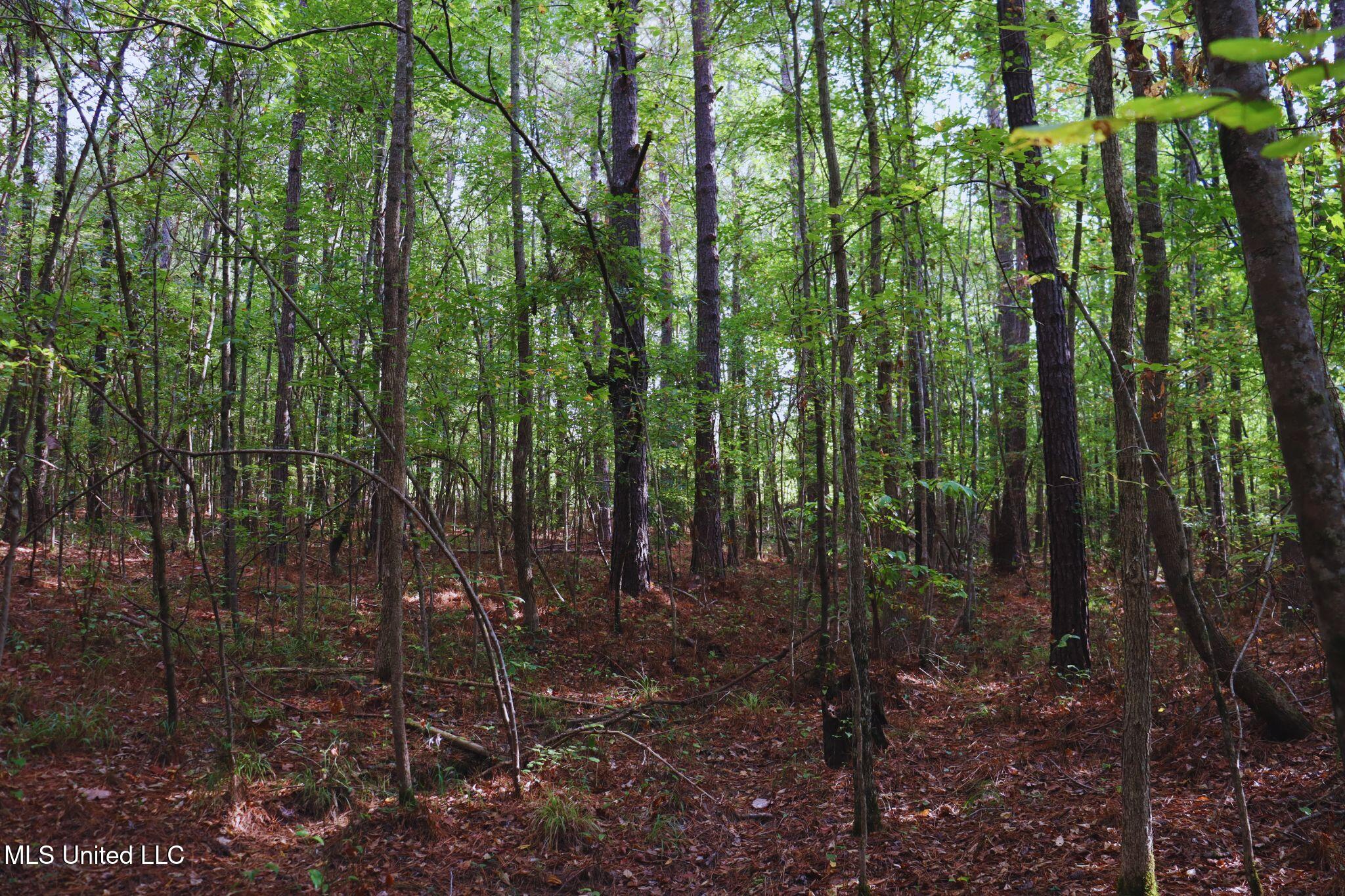 Mountain Road McCool, MS 39108 - Photo 8 of 13 photo 8