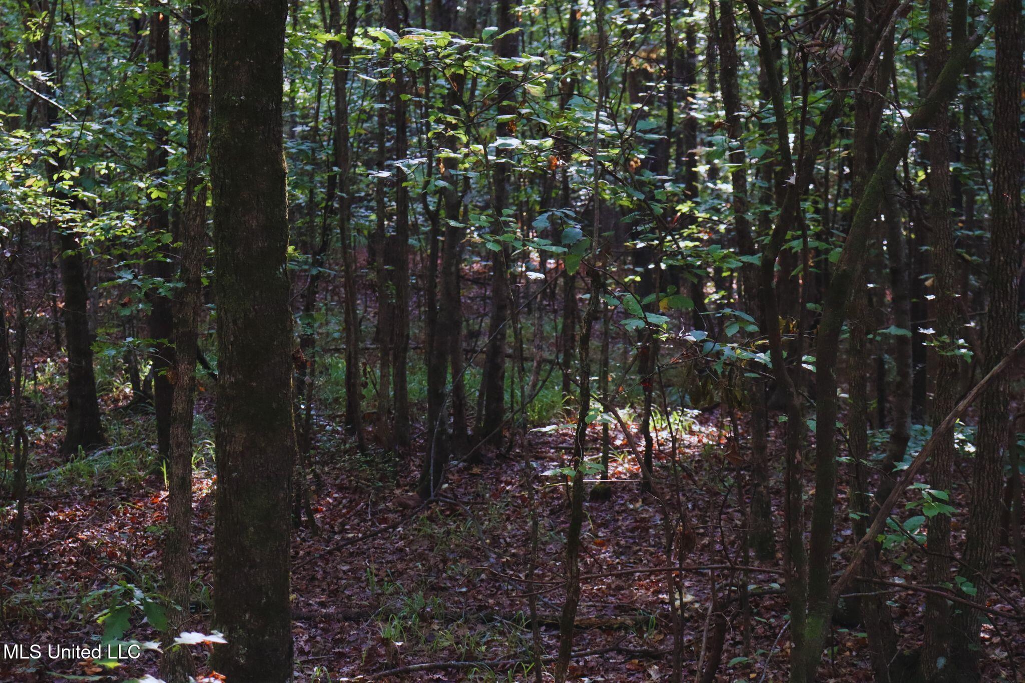 Mountain Road McCool, MS 39108 - Photo 9 of 13 photo 9