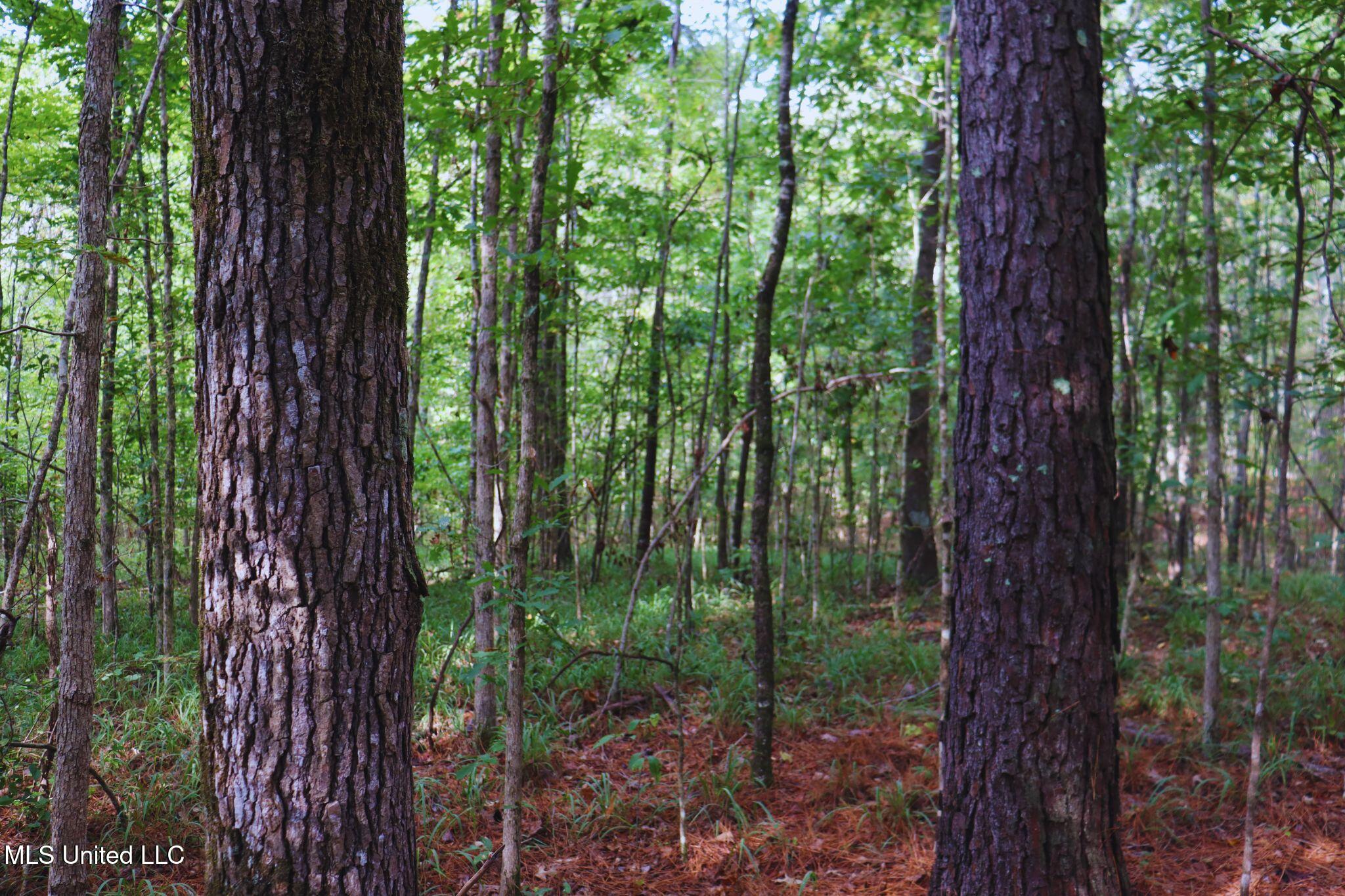 Mountain Road McCool, MS 39108 - Photo 10 of 13 photo 10