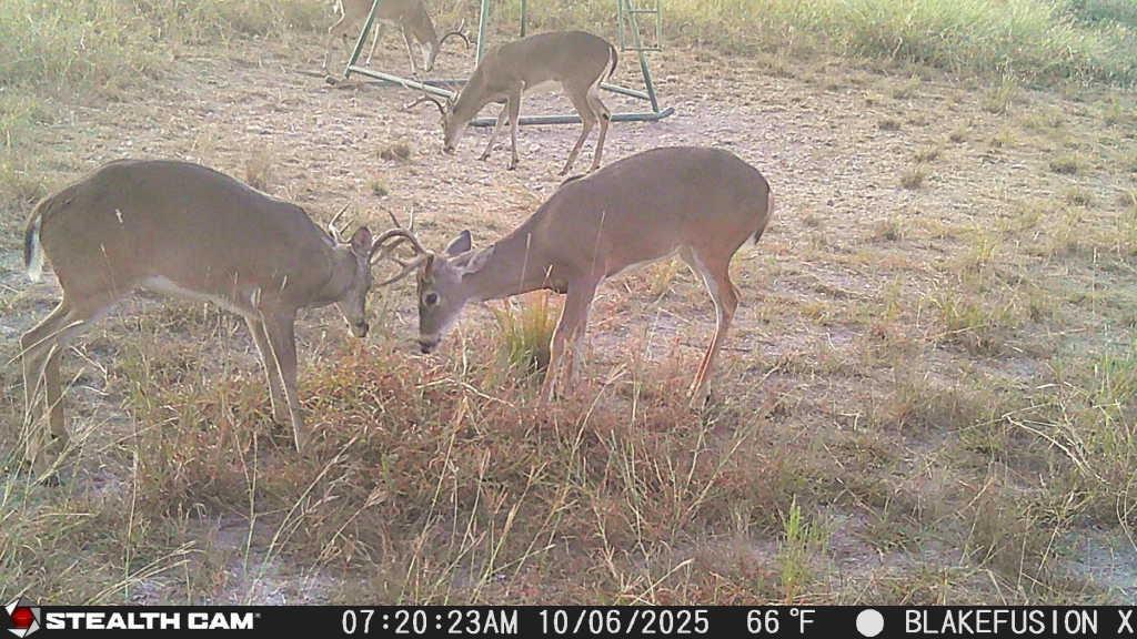 3270 Fm-573 Comanche, TX 76442 - Photo 39 of 40