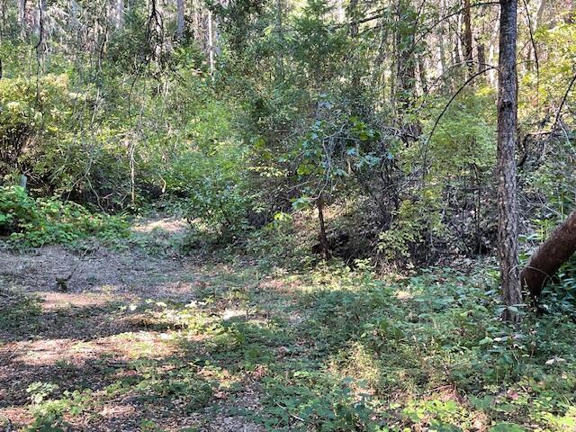 8000 Thompson Creek Road Williams, OR 97544 - Photo 5 of 10 a view of a forest with trees in the background